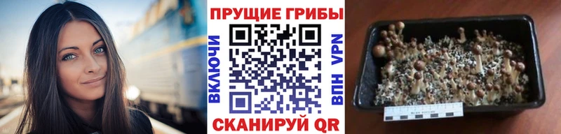 Псилоцибиновые грибы Psilocybe  как найти закладки  Ярцево 